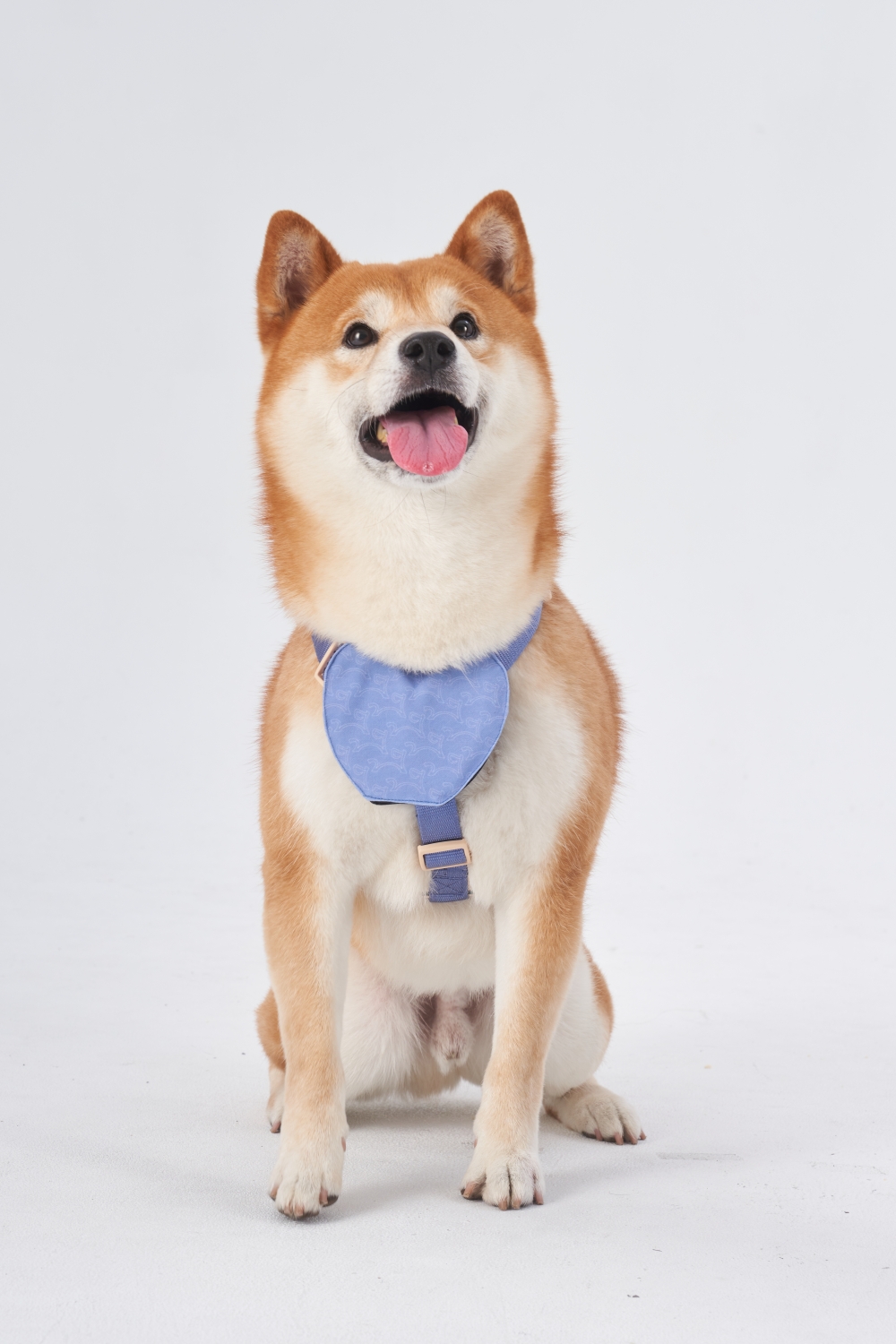 陪伴毛孩外出 1